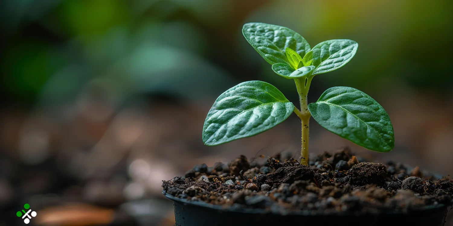 Kiedy podlewać ogród?